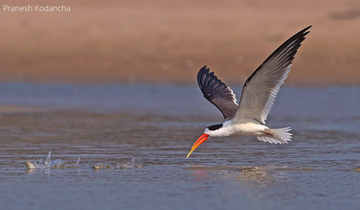 The_River_Safari_is_a_most_relaxing_enjoyable_and_special_experience_bird_watching_in_chambal_river