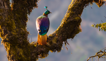 The_Himalayan_monal_is_a_large_colorful_pheasant_native_to_Himalayan_forests