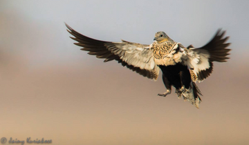 The_Rajasthan_Birding_Tour_is_a_unique_experience,_covering_both the_desert_and_hilly_regions.